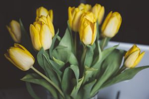 Bouquet of yellow tulips – saying “sorry” in Polish